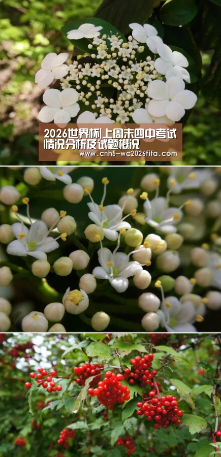 2026世界杯